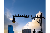 New York City Is For The Birds