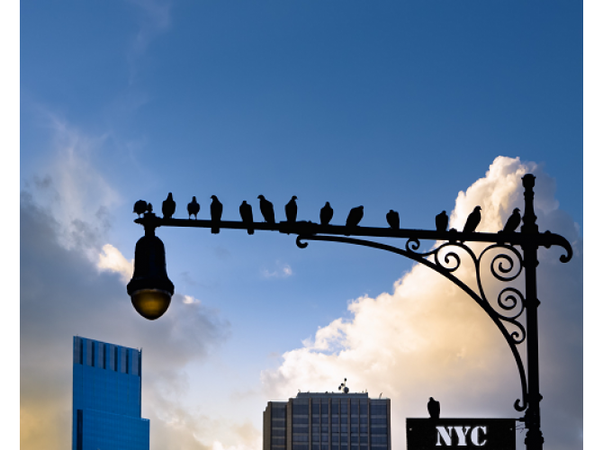 New York City Is For The Birds the artwork factory